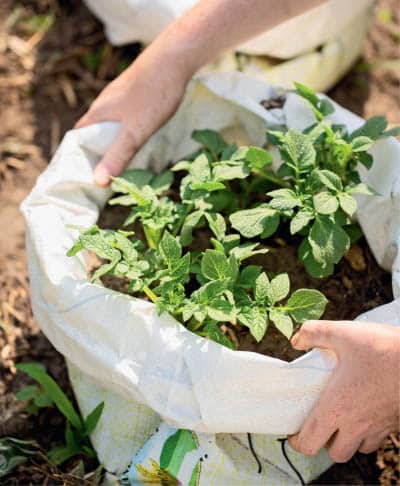 A makeshift grow bag made from a sack can be used to grow potatoes Even a - photo 10