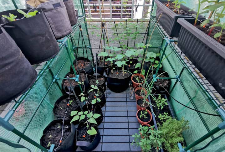 Even a small urban balcony can be filled with grow bags producing a ton of - photo 11