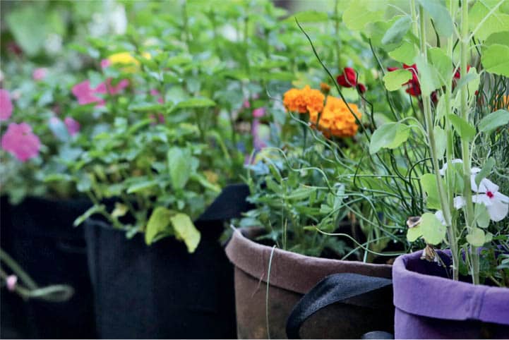 A variety of herbs and flowers in bags with folded lips to add stability - photo 13