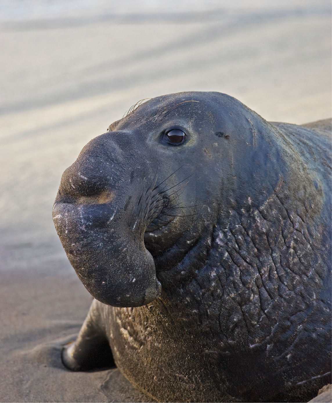 The mature male northern elephant seal has the well-developed proboscis that - photo 4