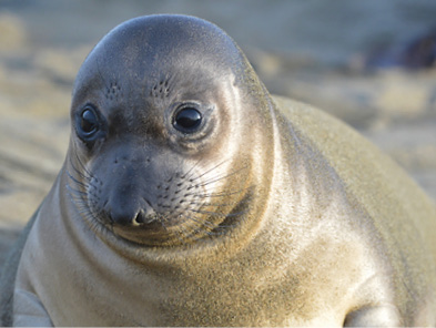 Baby elephant seals are entirely helpless and for the first few weeks dont do - photo 6