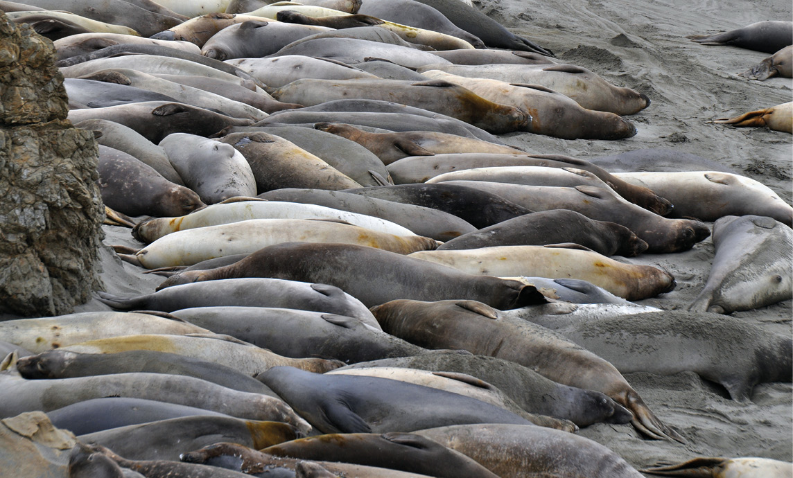 Flipper to flipper and tail to tail The number of elephant seals youll see at - photo 2