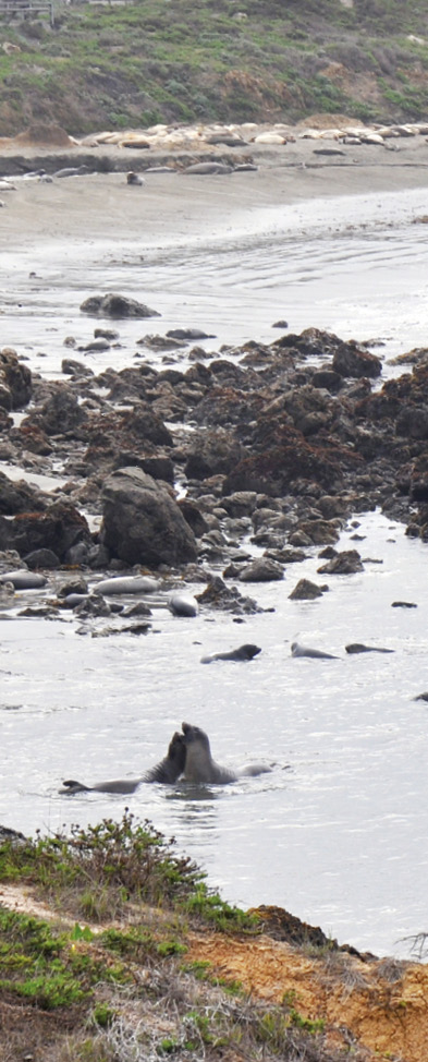 Young males sparring in shallow water just offshore are a common sight at most - photo 3