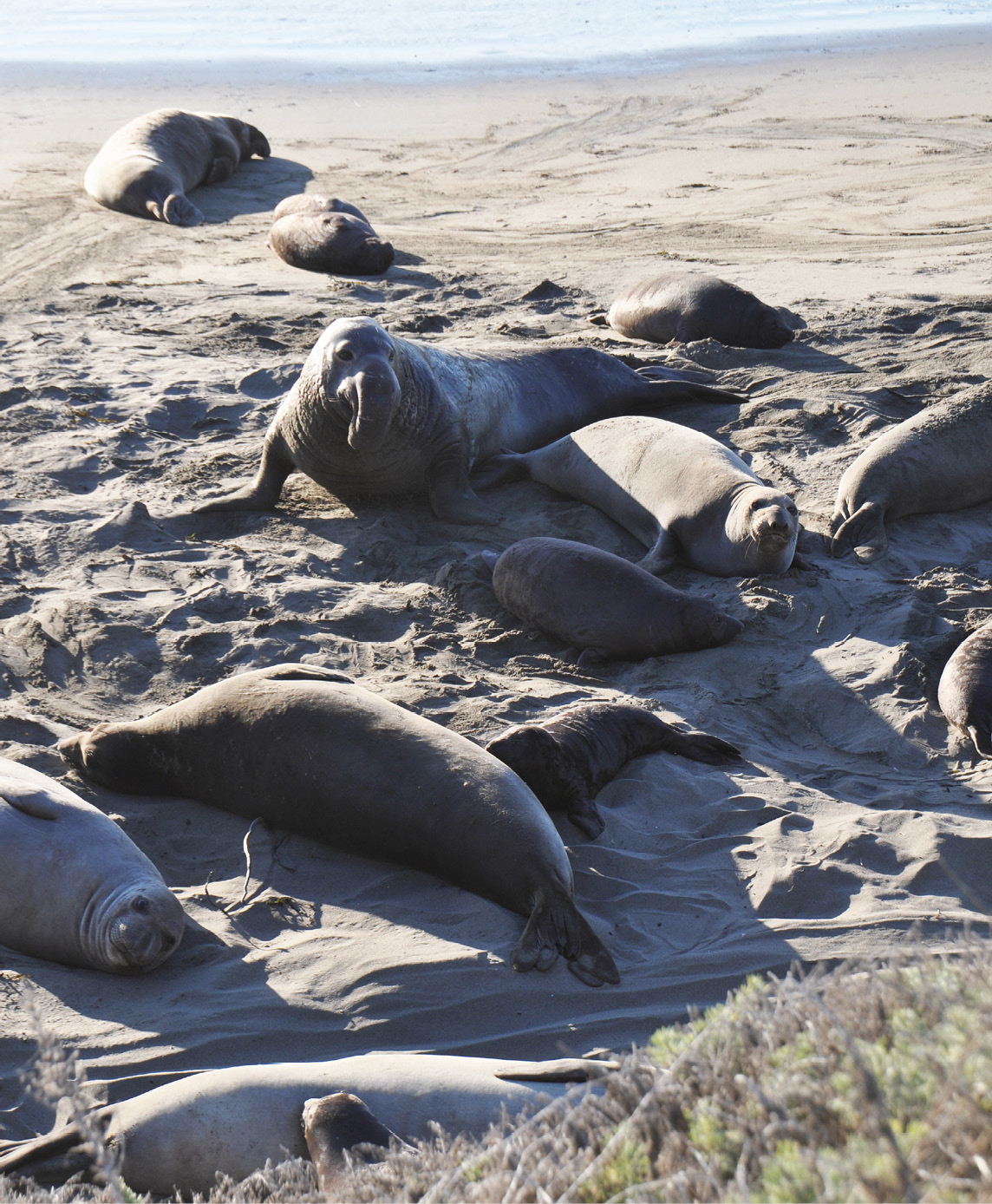 You can tell male and female elephant seals apart at a glance Aside from being - photo 5