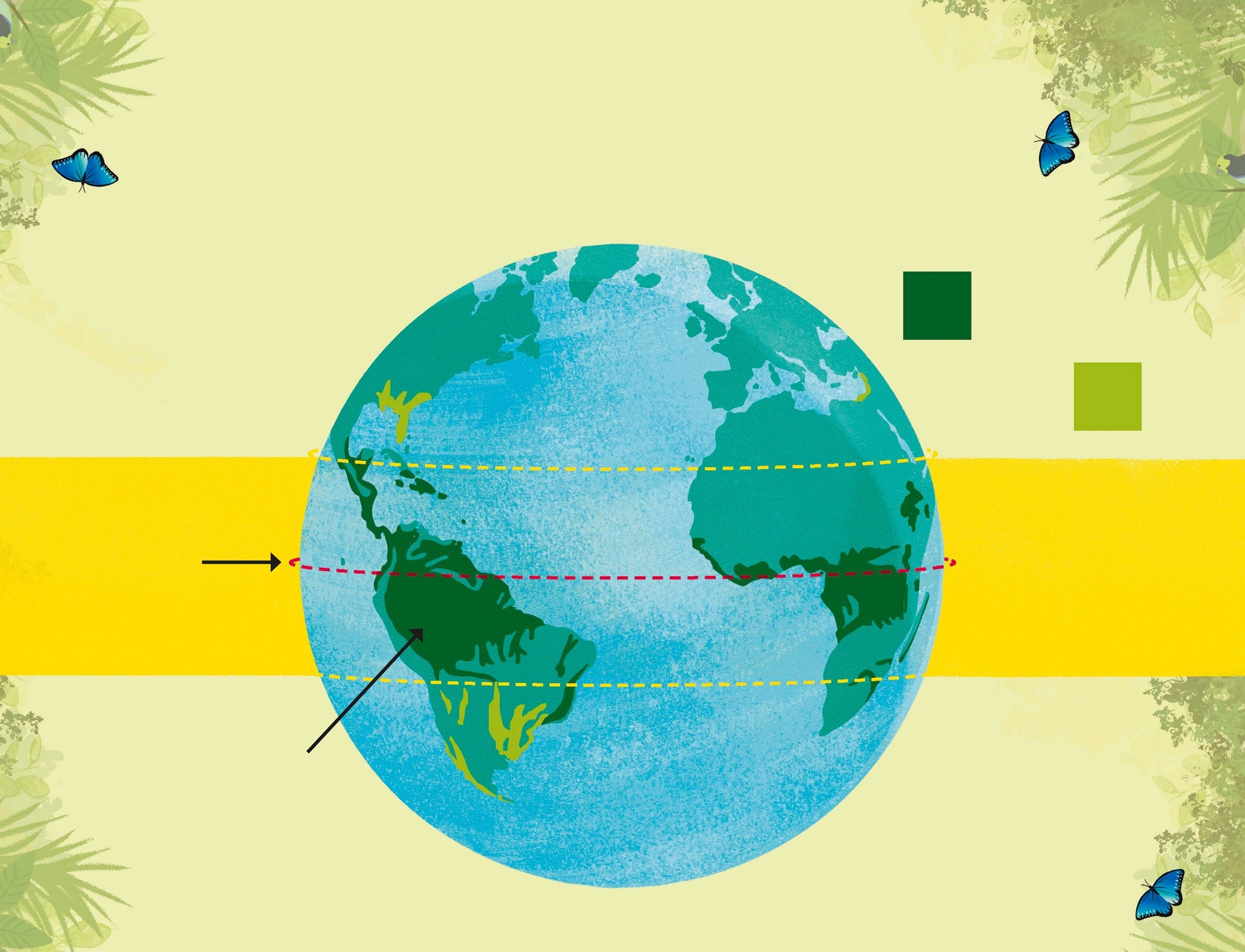 Where do you find rainforests The equator is an imaginary line that runs aro - photo 5