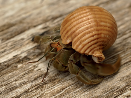 Ecuadorian hermit crab Coenobita compressus Cabo Playa Nicoya Peninsula - photo 4