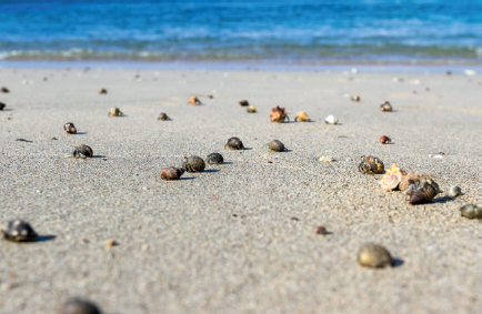 Hermit crabs on a beach in Costa Rica Admittedly not everyone may think of a - photo 5