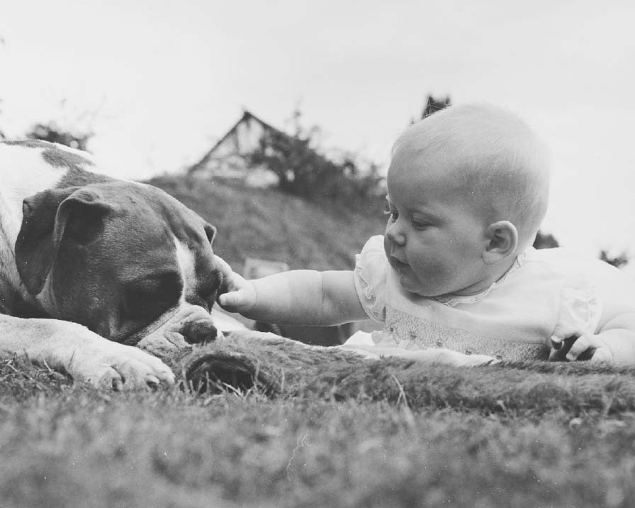 Me as a baby and Candy the Boxer Animals bring out the best of us as human - photo 4