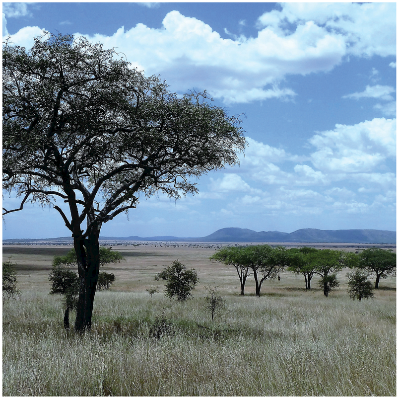 SAVANNAH LANDSCAPE SERENGETI TANZANIA With a prospect view across a sloping - photo 4