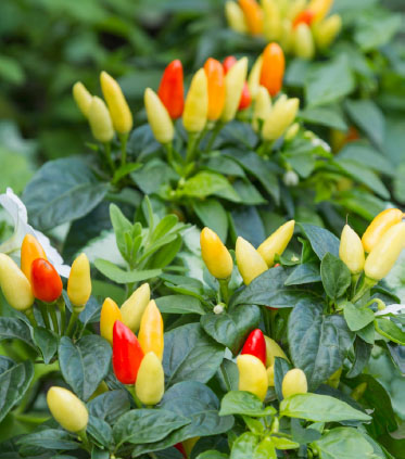 CHILES Chile peppers are the pods of perennial woody-stemmed shrubs that - photo 6