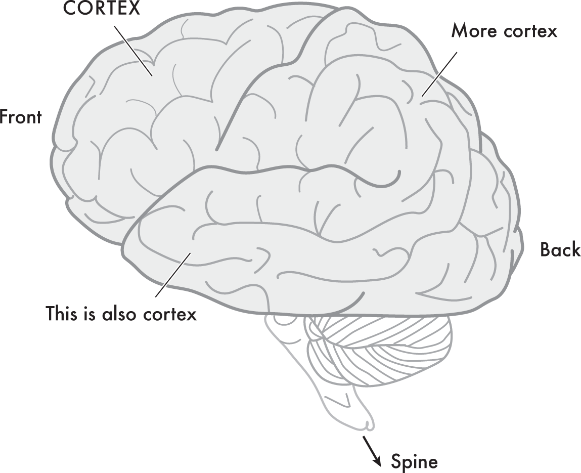 FIGURE 11 Basic anatomy of the human brain Most of the outside of your brain - photo 2