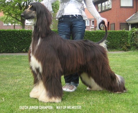 A modern Afghan Hound The length of the Afghan Hounds fur allowed its - photo 4