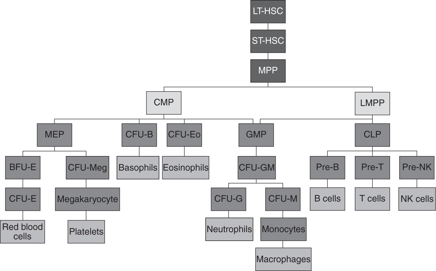 Figure 11 Hierarchy of hematopoiesis BFU-E burst-forming unit-erythroid - photo 1