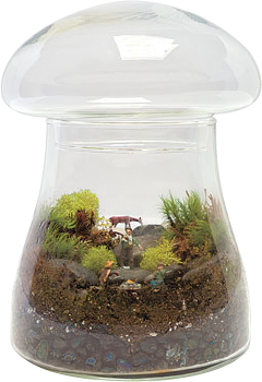 Twig Terrariums our Brooklyn-based terrarium company all started with a glass - photo 6