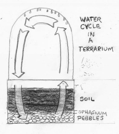 The terrarium as we said is a miniature eco-system This is a fascinating - photo 3