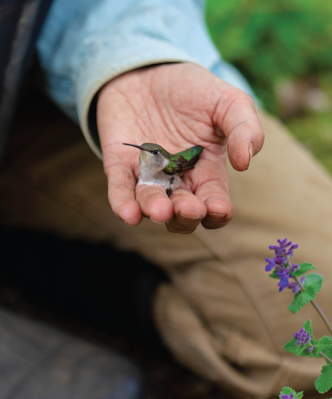 The juvenile ruby-throated hummingbird I found in our greenhouse Soon after - photo 7