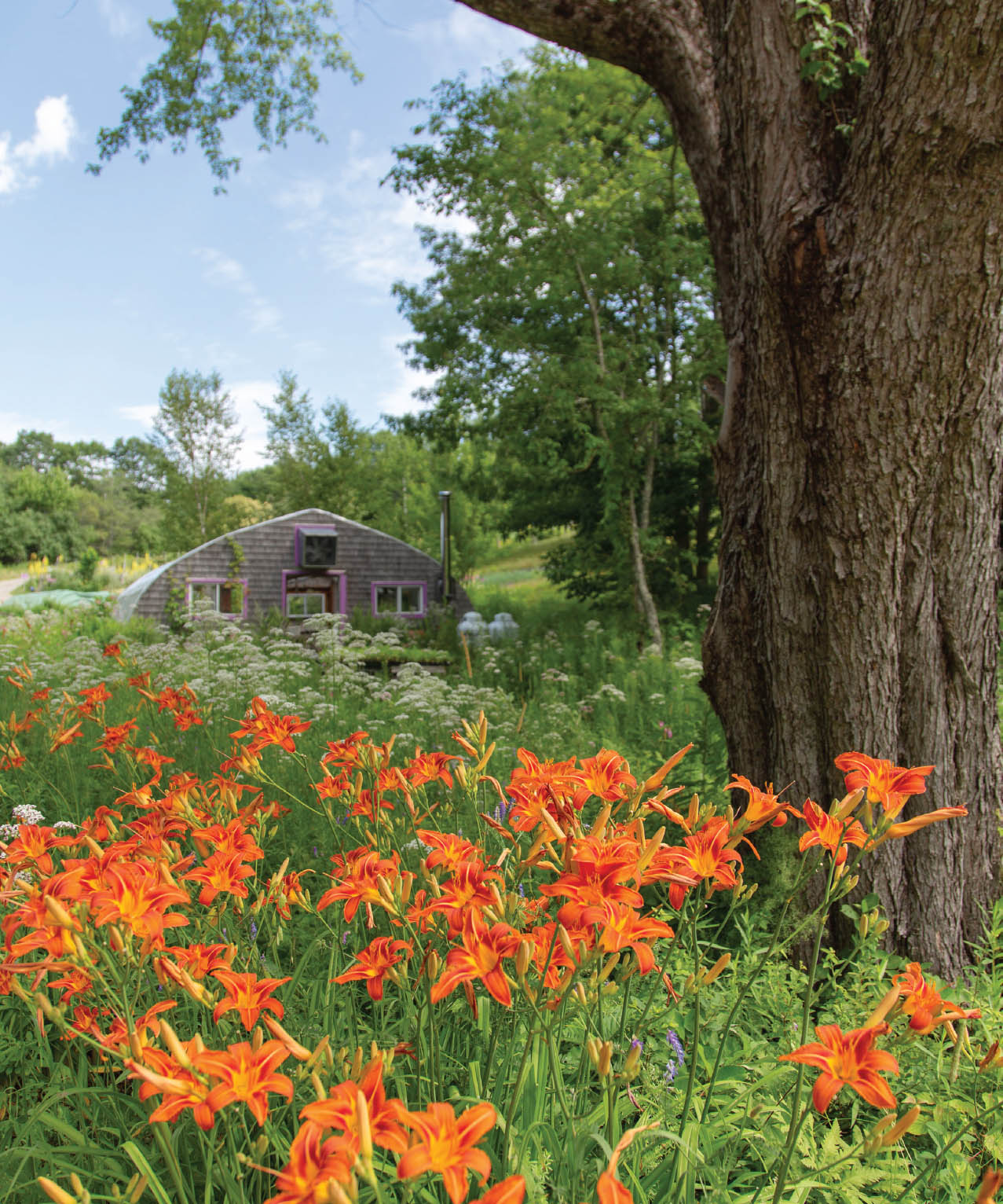 Daylilies and valerian flowers growing beneath one of Avenas silver maple - photo 8