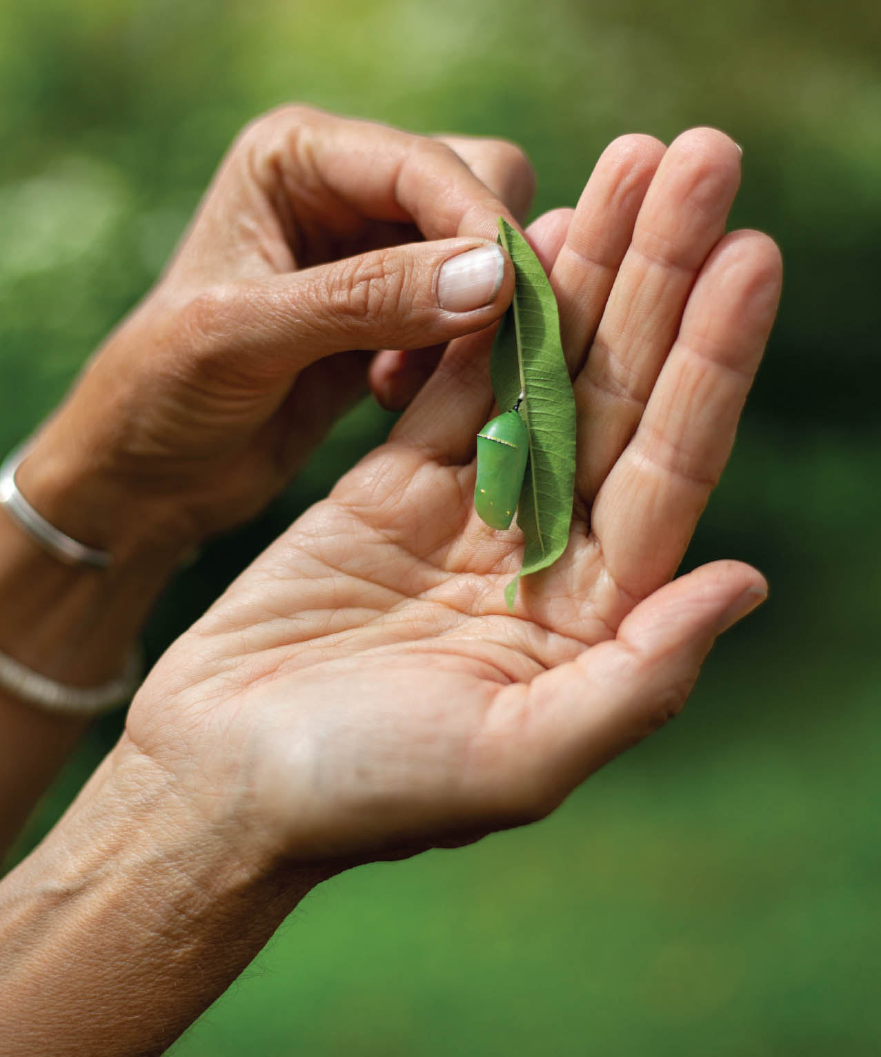 The Healing Garden Herbal Plants for Health and Wellness - image 9