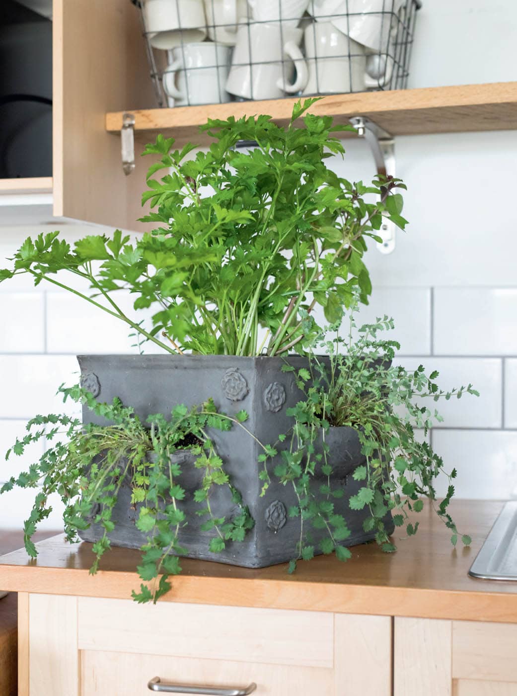 Herbal Houseplants Grow beautiful herbs indoors For flavor fragrance and fun - image 2