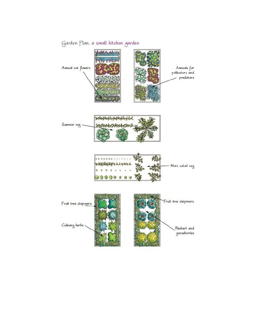 Growing Plants Plans For Your Kitchen Garden How To Develop A Vegetable Patch Basil And Fruitlet In Simple Stages - photo 15