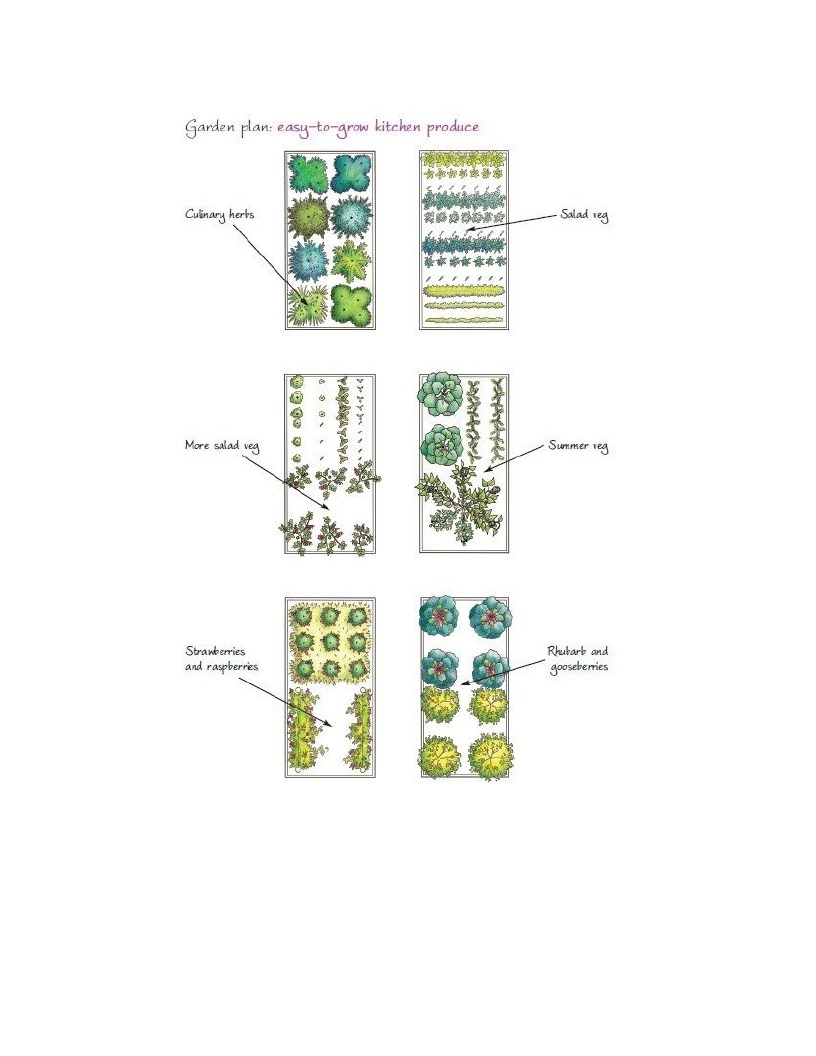 Growing Plants Plans For Your Kitchen Garden How To Develop A Vegetable Patch Basil And Fruitlet In Simple Stages - photo 19