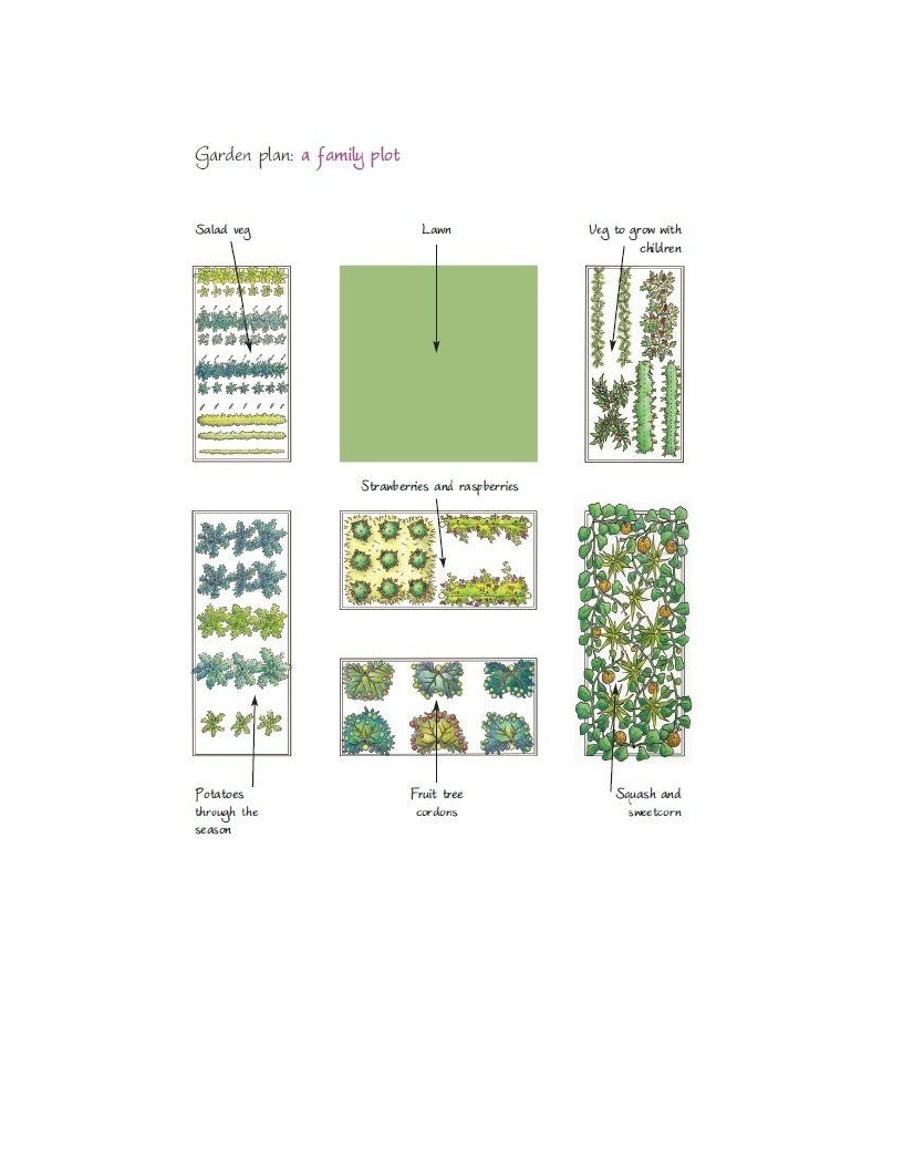 Growing Plants Plans For Your Kitchen Garden How To Develop A Vegetable Patch Basil And Fruitlet In Simple Stages - photo 26