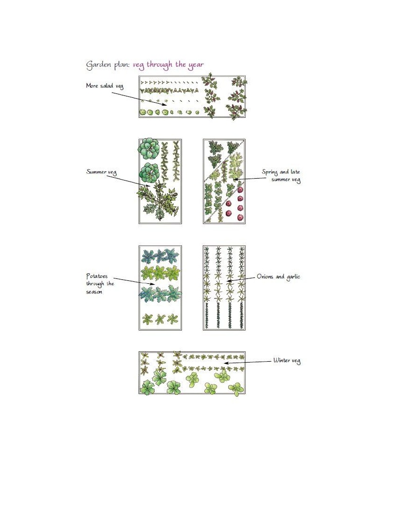 Growing Plants Plans For Your Kitchen Garden How To Develop A Vegetable Patch Basil And Fruitlet In Simple Stages - photo 34