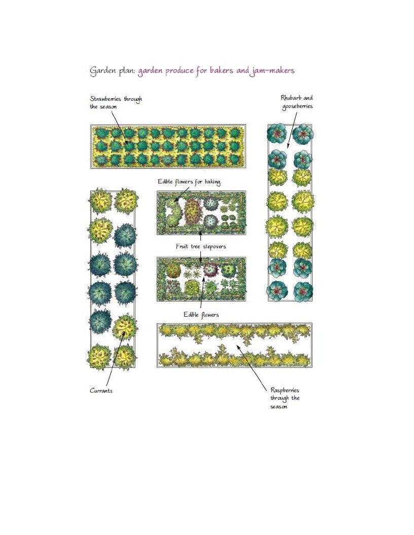 Growing Plants Plans For Your Kitchen Garden How To Develop A Vegetable Patch Basil And Fruitlet In Simple Stages - photo 38