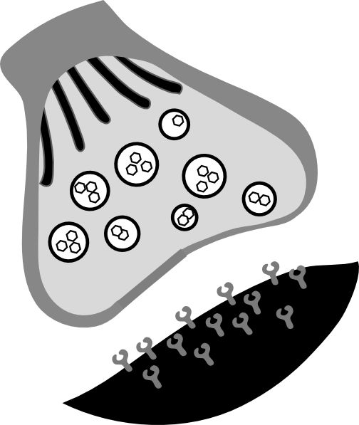 Slide 21 A visual schematic of a neurochemical synapse When the first - photo 6