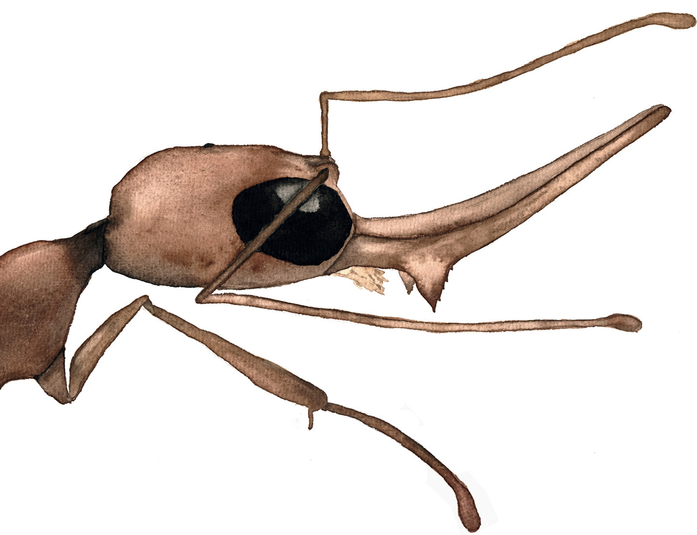 The Indian ant species Harpegnathos saltator uses its large eyes to hunt - photo 4