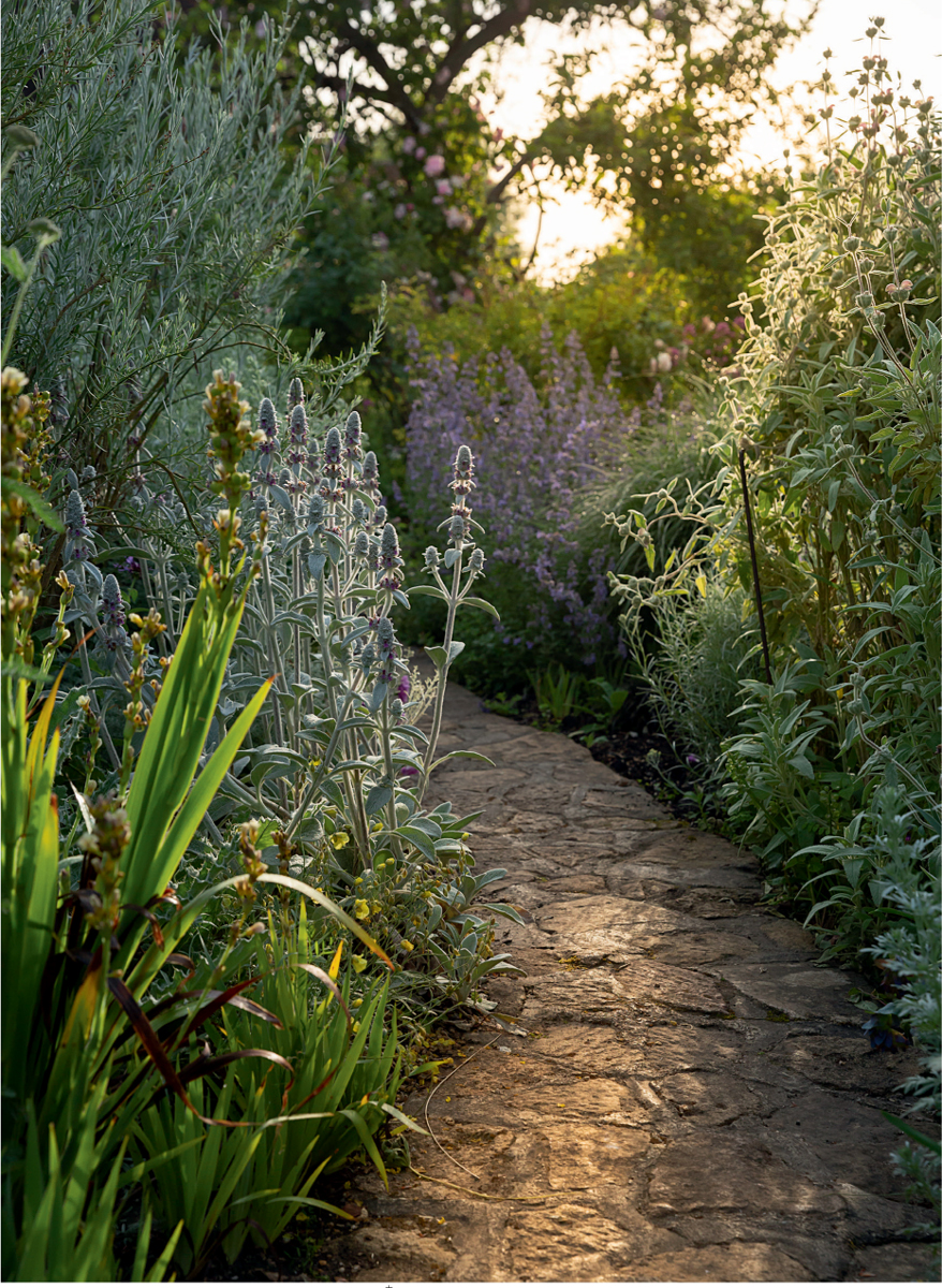 Morning light falls on one of the many narrow paths at East Lambrook Manor - photo 3