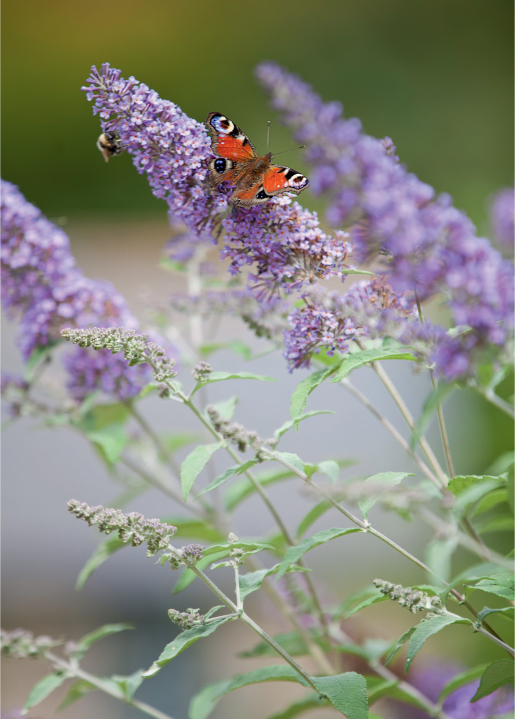 Buddleja is one of the easiest shrubs to grow and will reward you with plenty - photo 9