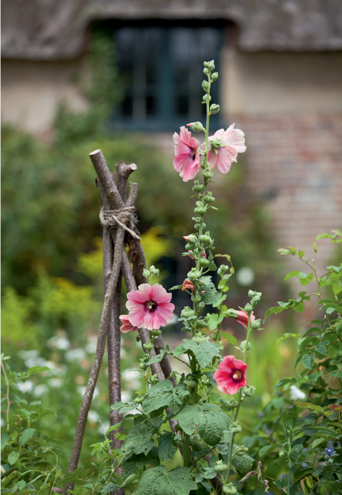 Hollyhocks growing at Hardys Cottage in Dorset Moss roses and hardy - photo 10