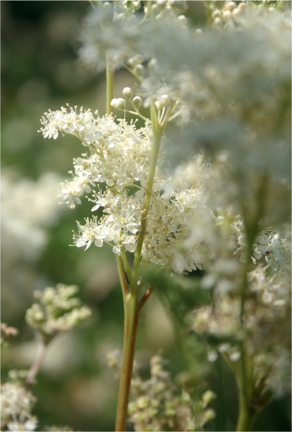 Meadowsweet or the Queene of Medowes as it was described by the famous Tudor - photo 12