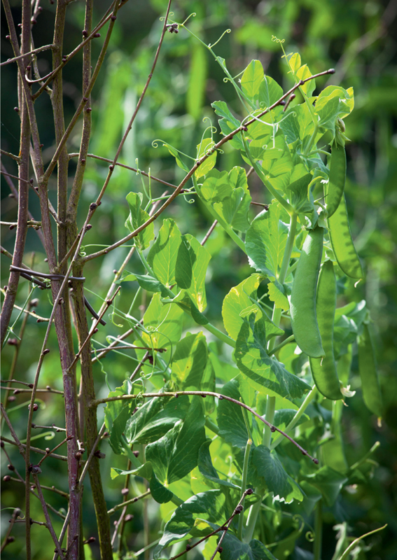 Peas were a staple ingredient in the medieval cottagers diet Vervain was - photo 13