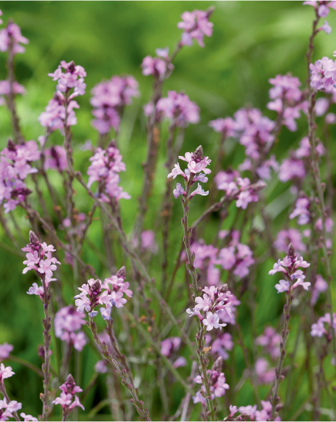 Vervain was once considered an aphrodisiac The housewifes garden One of the - photo 14