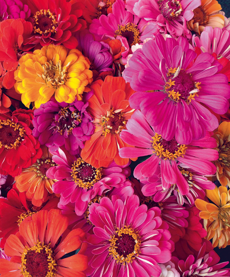 The bright colors of the zinnia flowers draw pollinators like bees and - photo 9