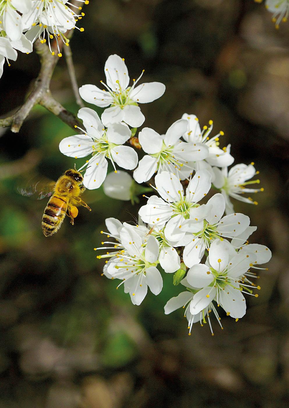 A honeybee gathers nectar from the spring blossoms INTRODUCTION H ONEYBEES - photo 4