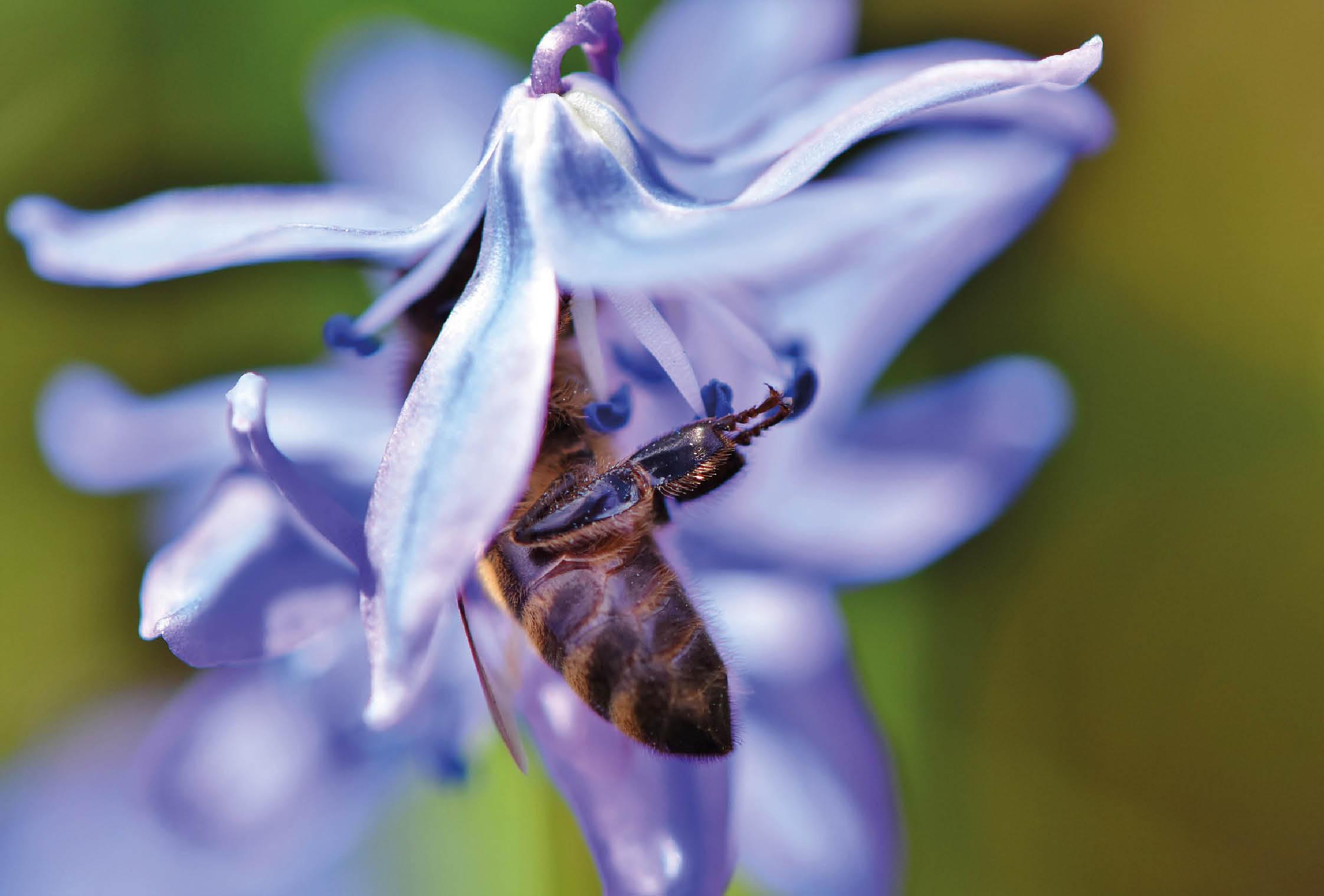 Honeybees have evolved alongside plants over millions of years in order to - photo 6