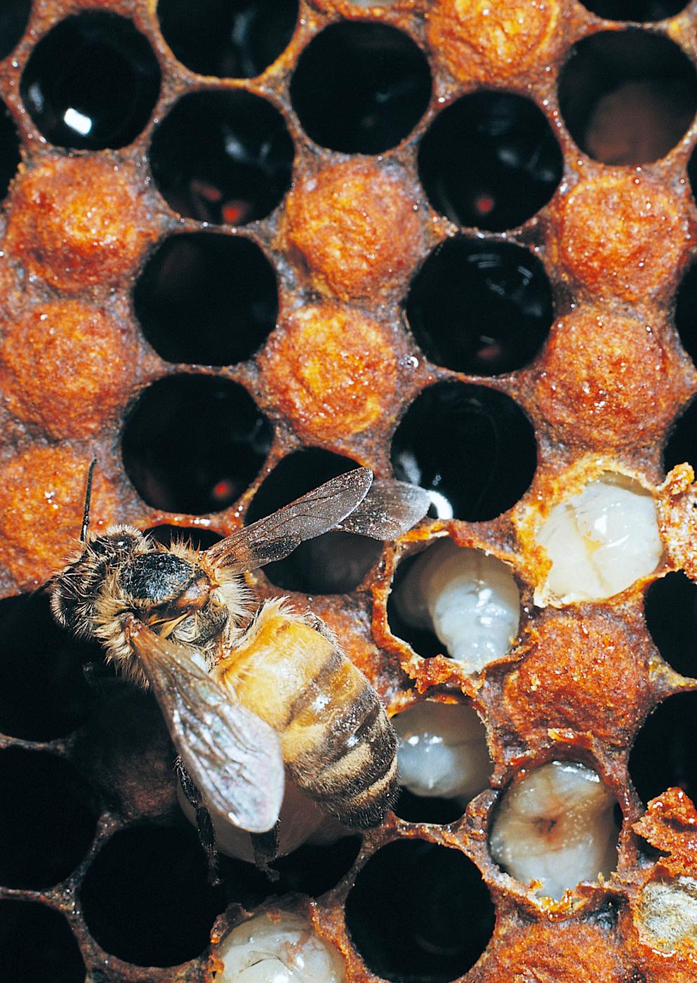 A worker bee tends to the comb where new grubs are starting to emerge THE - photo 5