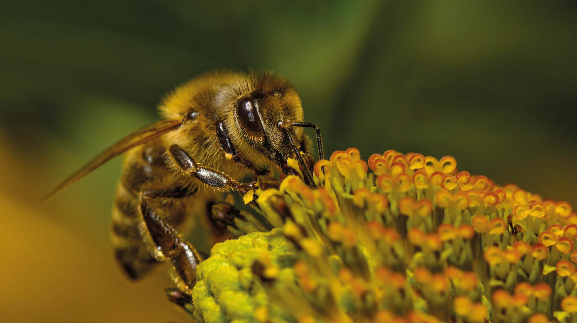 CONTENTS A honeybee gathers nectar from the spring blossoms - photo 3