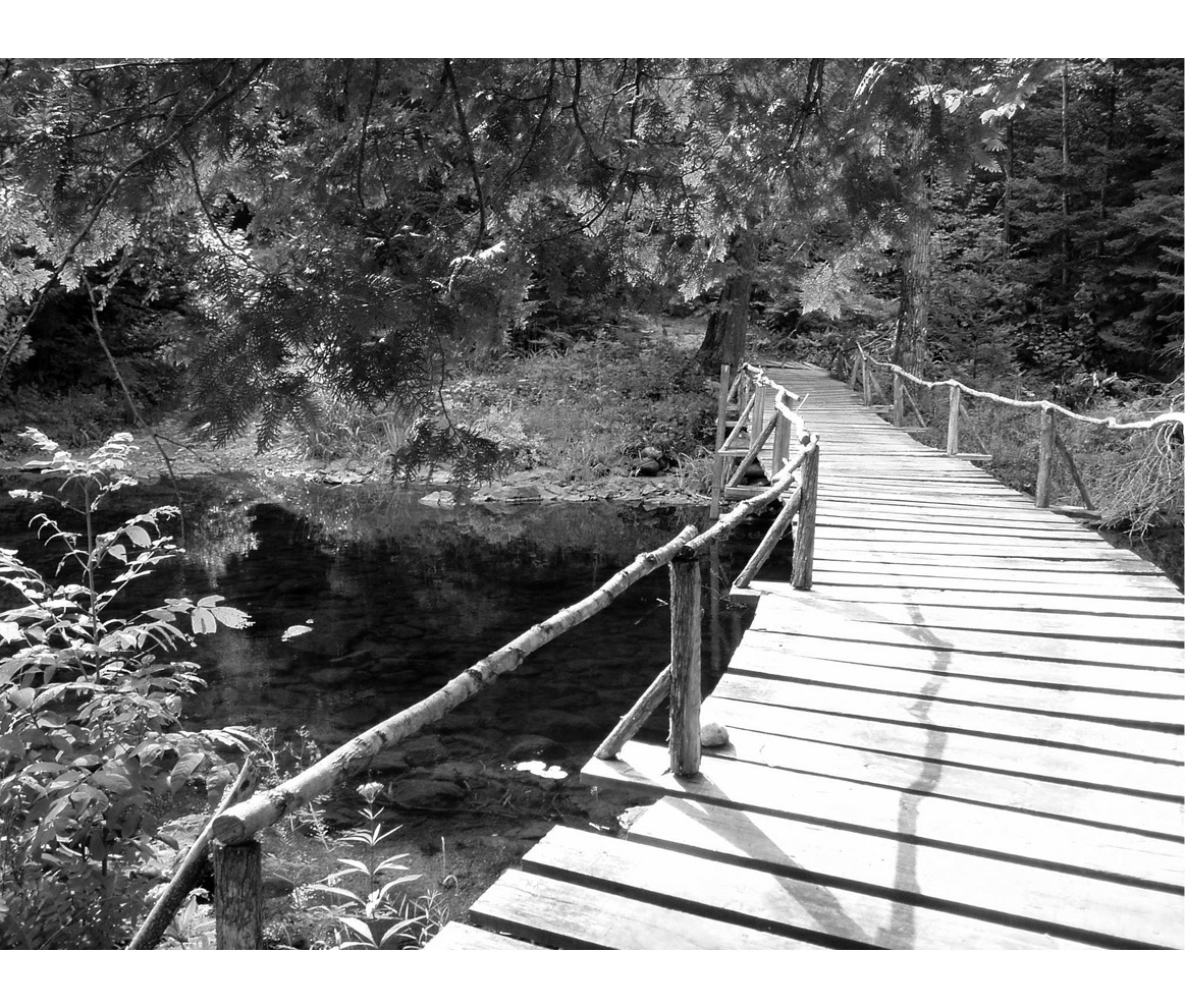 Im sitting on the old footbridge that leads to my cabin in the woods Beaver - photo 4