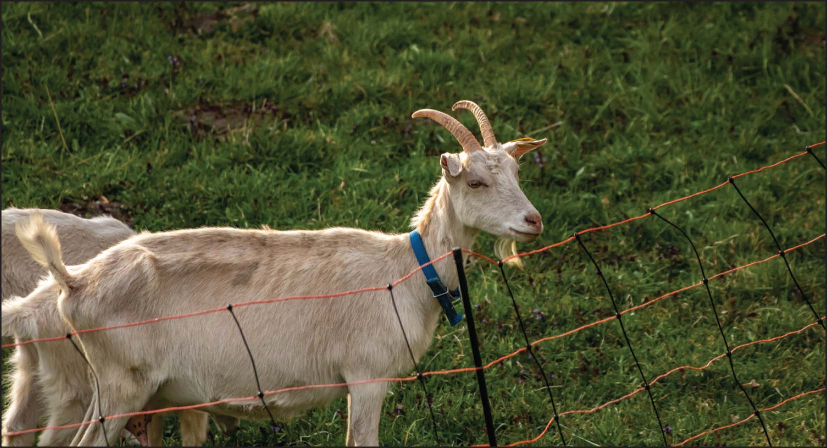 With grass available parasites could easily be the reason this goat will not - photo 9