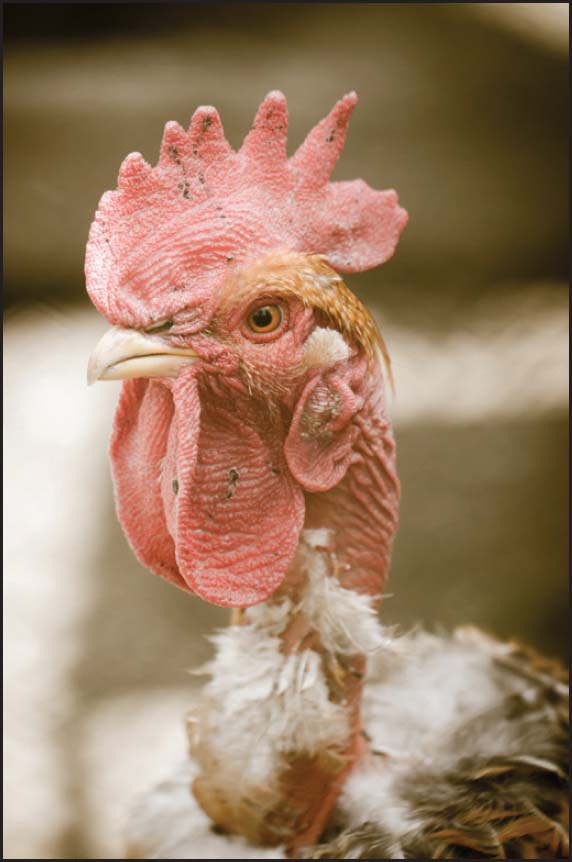 A pale comb and waddles is an indication of possible parasites But by - photo 5