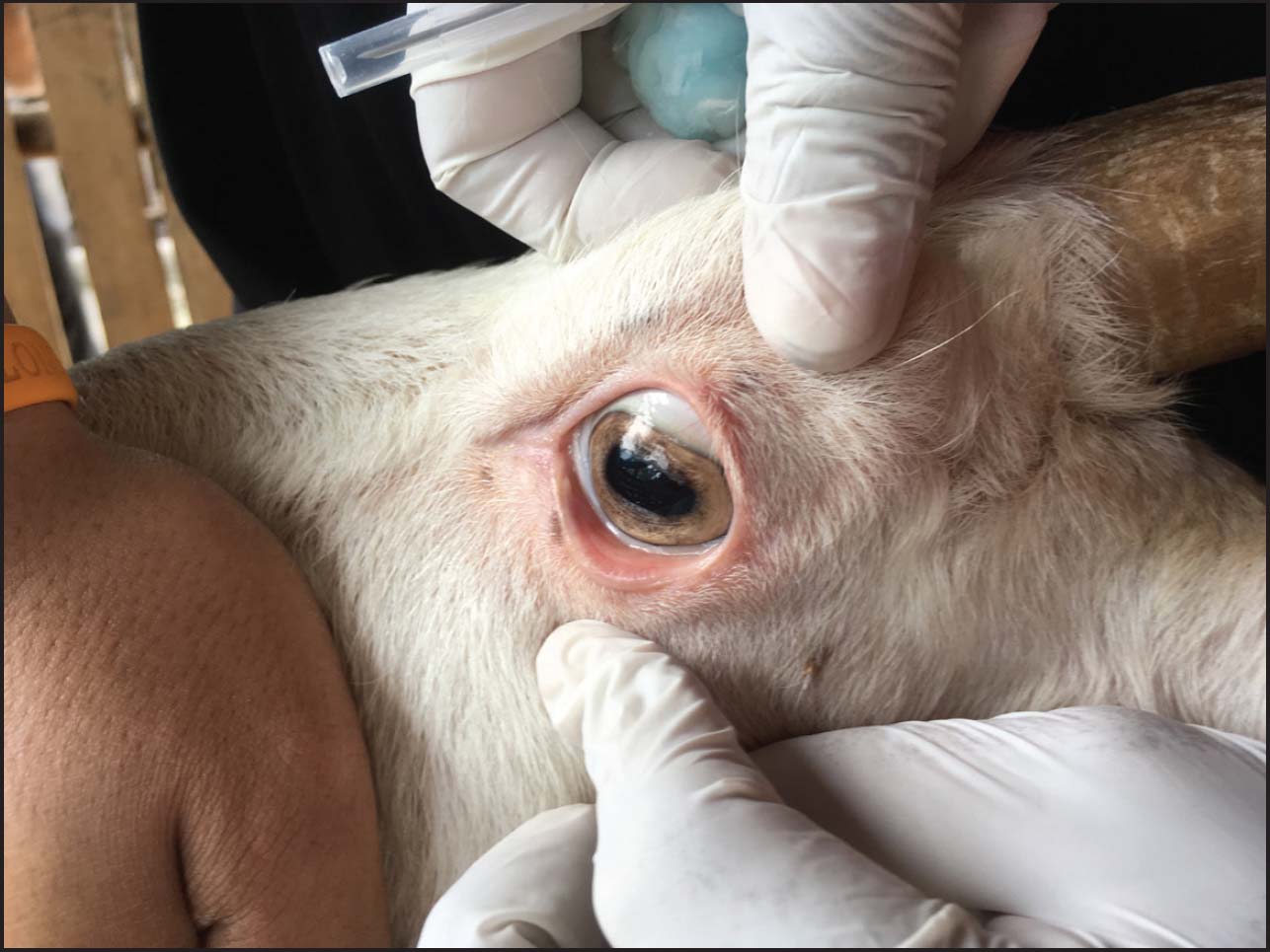 Pale eyelids indicate anemia usually caused by a heavy parasite load Sheep - photo 7