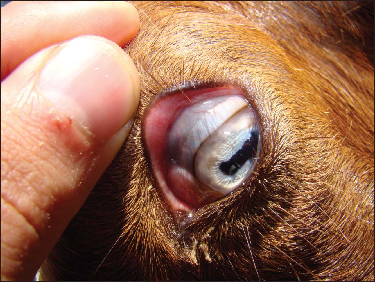 Sheep and goat eyelids should be bright like this Internal Parasites Hosts - photo 8