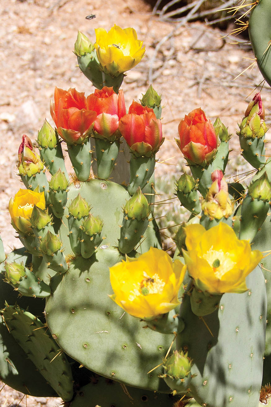 Cactus flowers GARDENING IN THE DRY SOUTHWEST Designing and maintaining a - photo 5