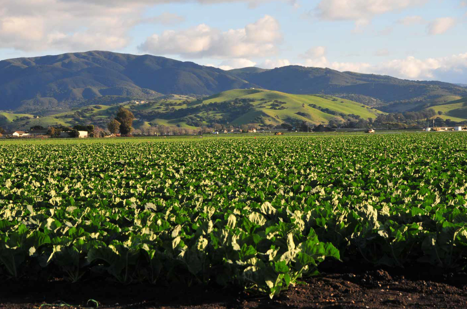 A farmscape of lettuce in the Salinas Valley California Photo courtesy of - photo 2