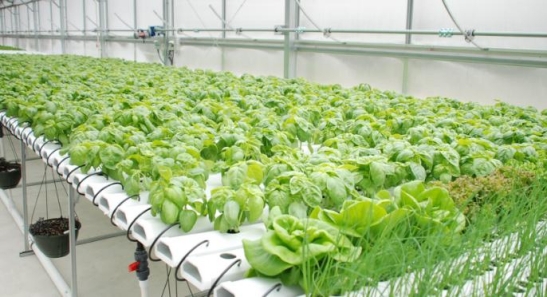 Within this we are going to take a look at what the fundamentals of hydroponic - photo 1