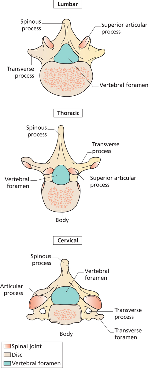 Figure 13 Differences in structure between typical vertebrae in each spinal - photo 5